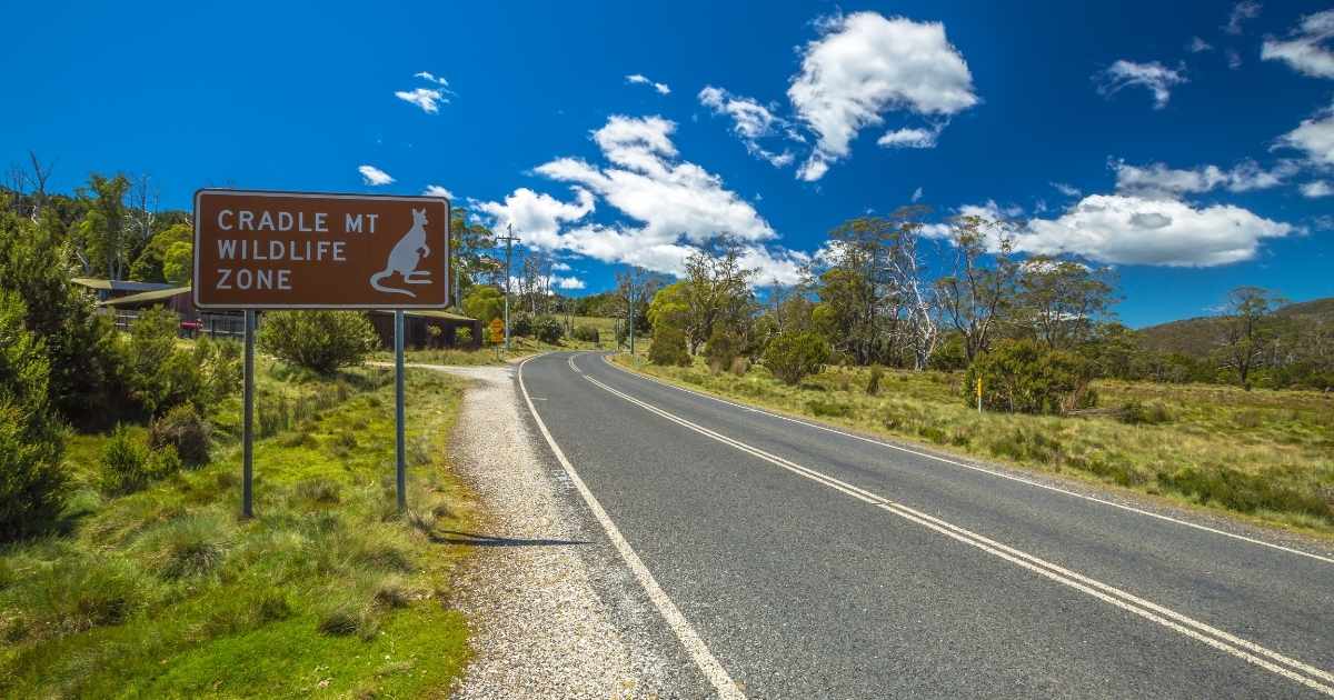 IA ajuda a reduzir atropelamentos de animais nas estradas na Austrália