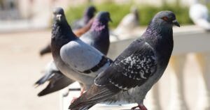 design-sem-nome-2025-11-28t165337783