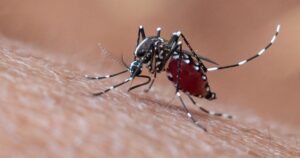 Brasileiro que desenvolveu método para bloquear dengue é premiado pela Nature