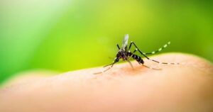 mosquitos-infectados-bacteria-reduzem-caso-dengue