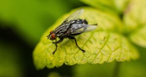 capa-site-2026-04-24t153108810