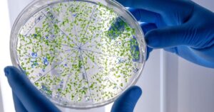 ia-antibioticos-canva