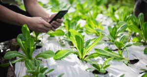 planta-microplasticos-canva