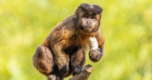 reconhecimento-facial-estudar-inteligencia-macacos