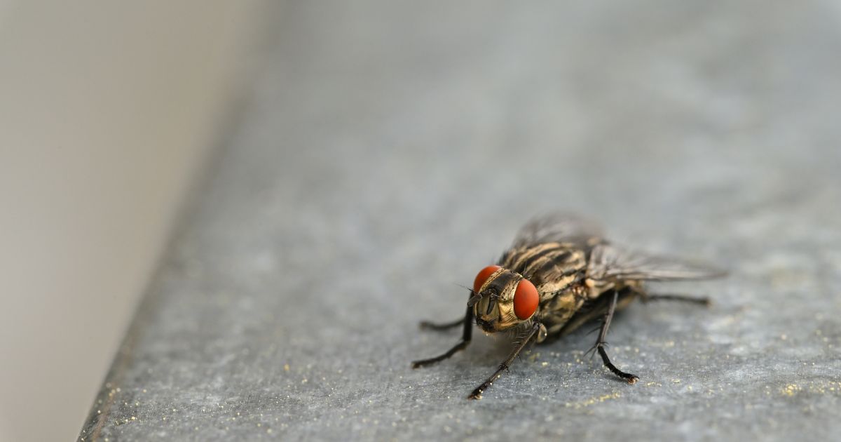 IA que reproduz cérebro de mosca pode ser usada para jogar e fazer investimentos